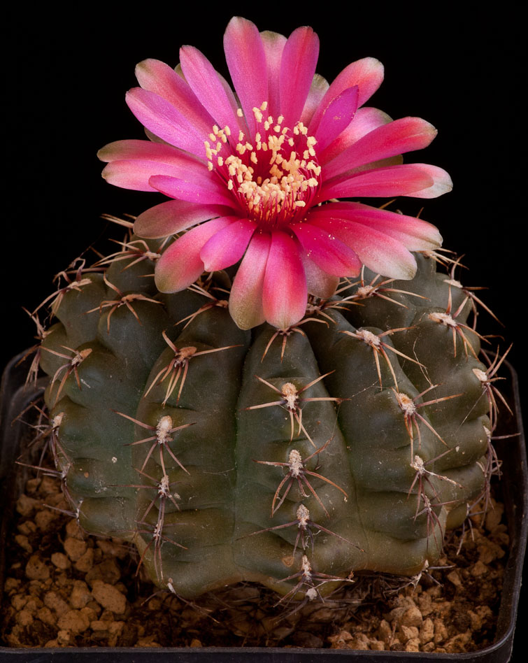 Gymnocalycium baldianum